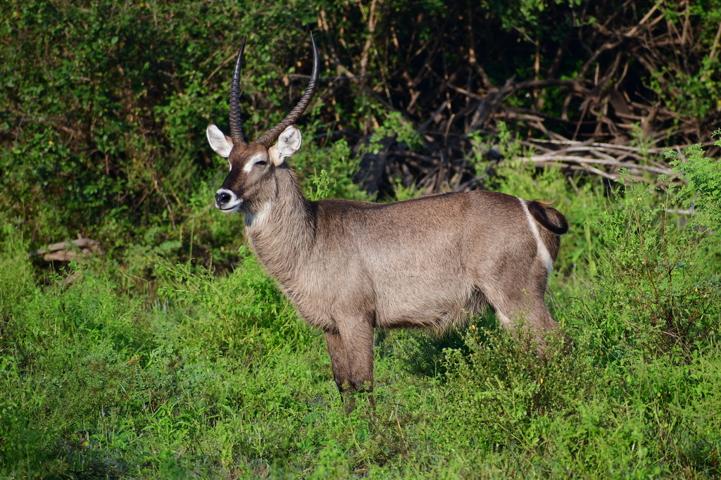 Selous NP